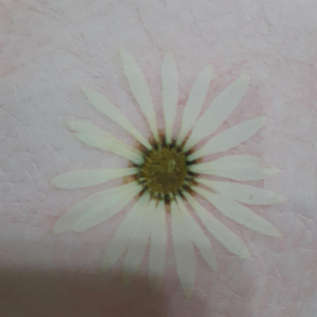 新品　押し花専用額　押し花アート　縦66cm　横51cm