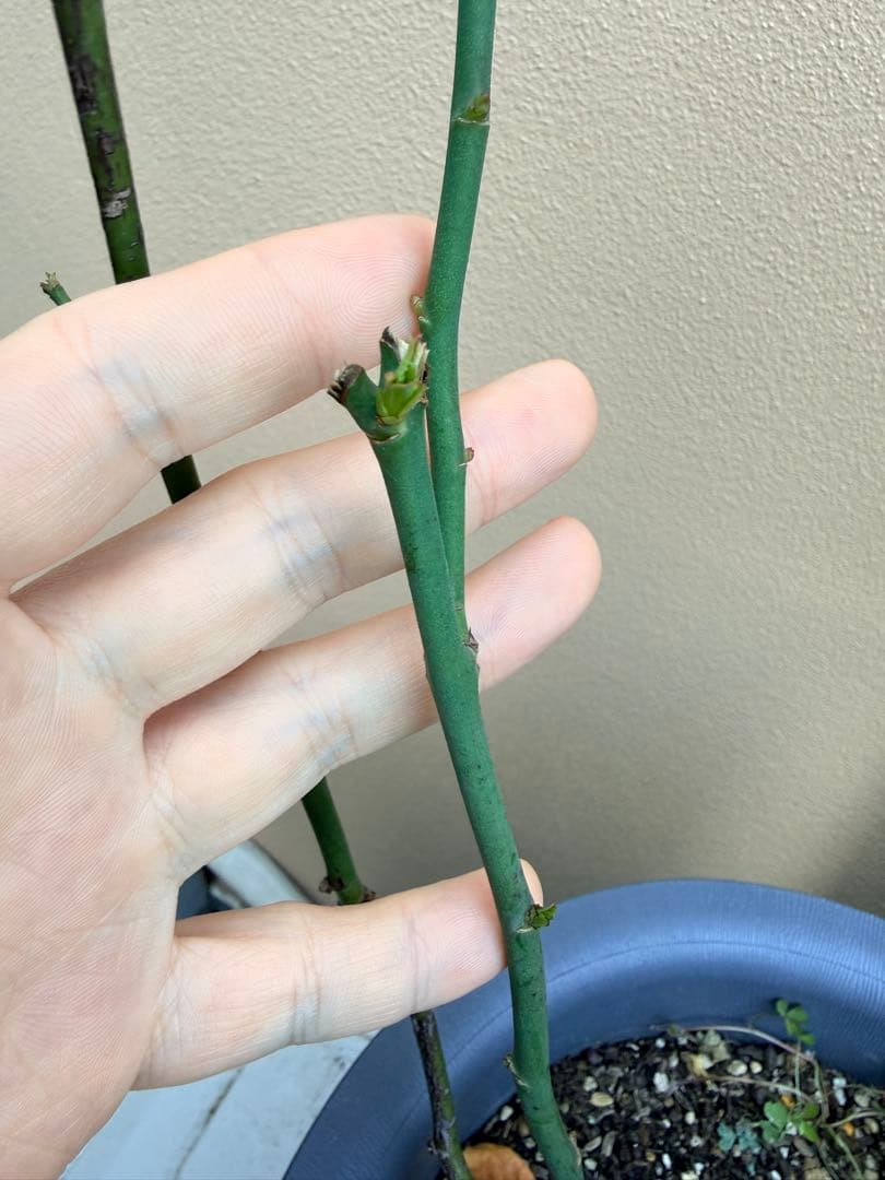 [SALE] 和バラ　蕾付き　レア　大