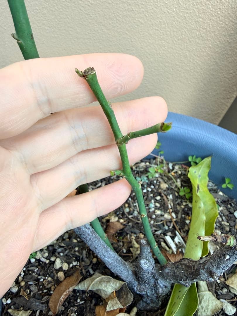 [SALE] 和バラ　蕾付き　レア　大