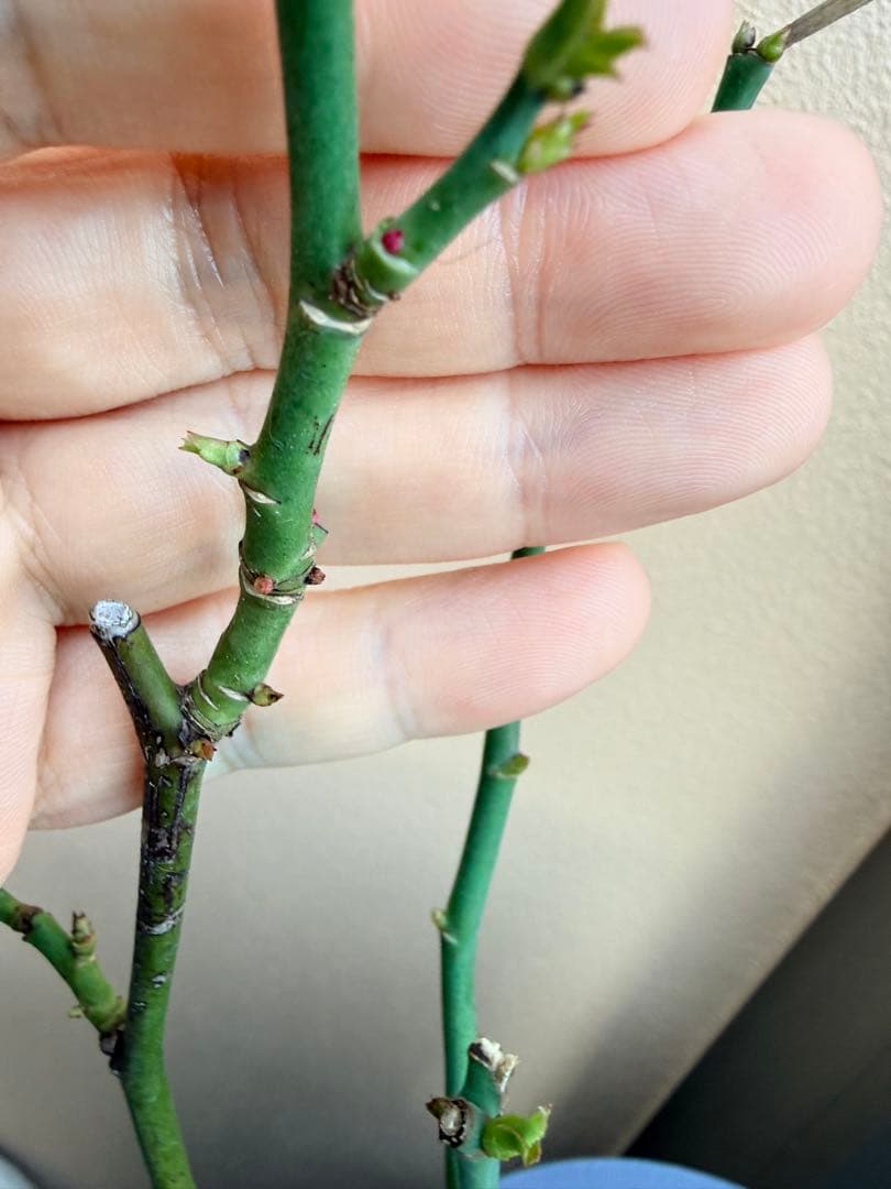 [SALE] 和バラ　蕾付き　レア　大