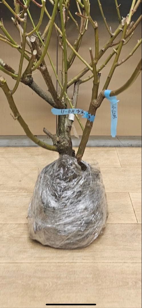 [SALE] 和バラ　蕾付き　レア　大