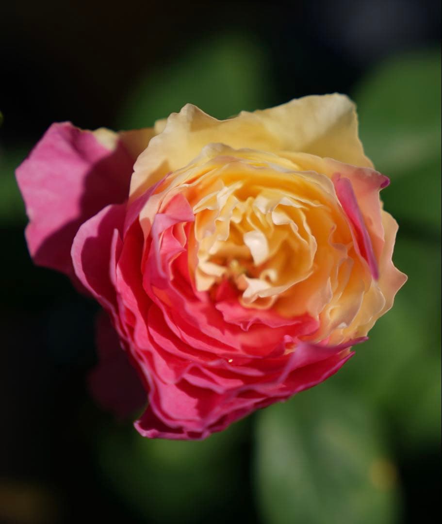 [SALE] 和バラ　蕾付き　レア　大