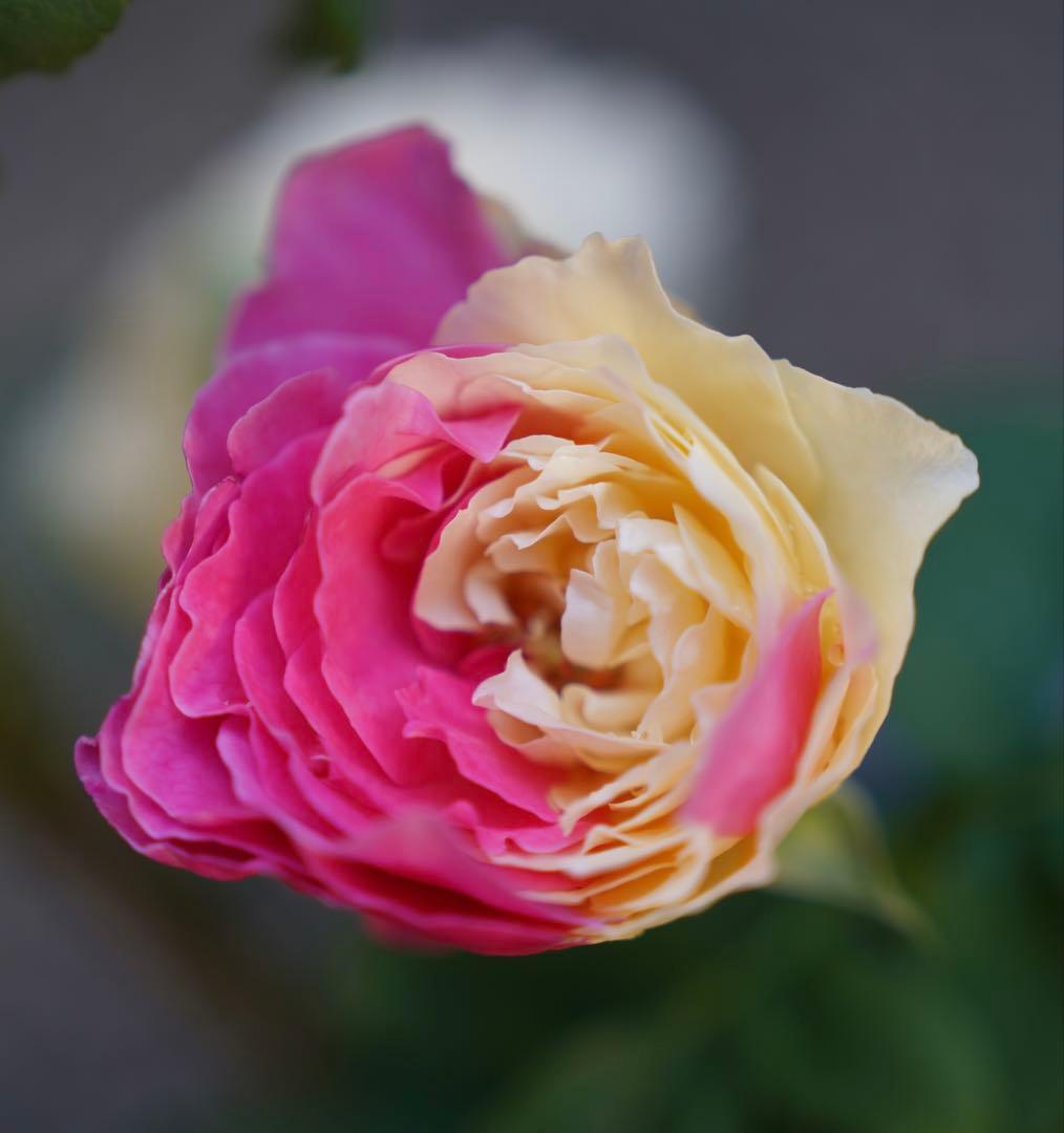 [SALE] 和バラ　蕾付き　レア　大