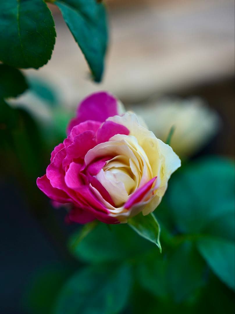 [SALE] 和バラ　蕾付き　レア　大