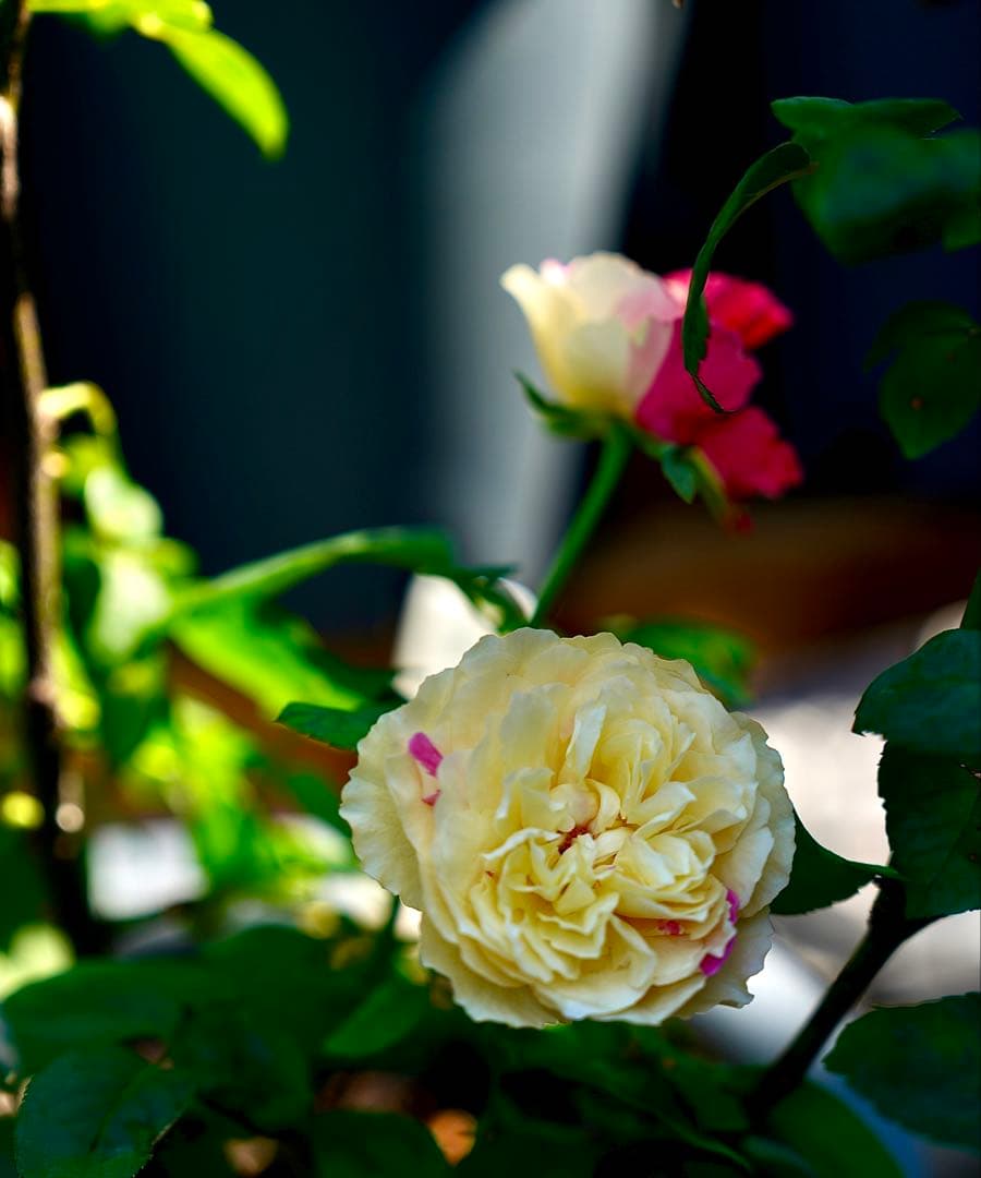 [SALE] 和バラ　蕾付き　レア　大