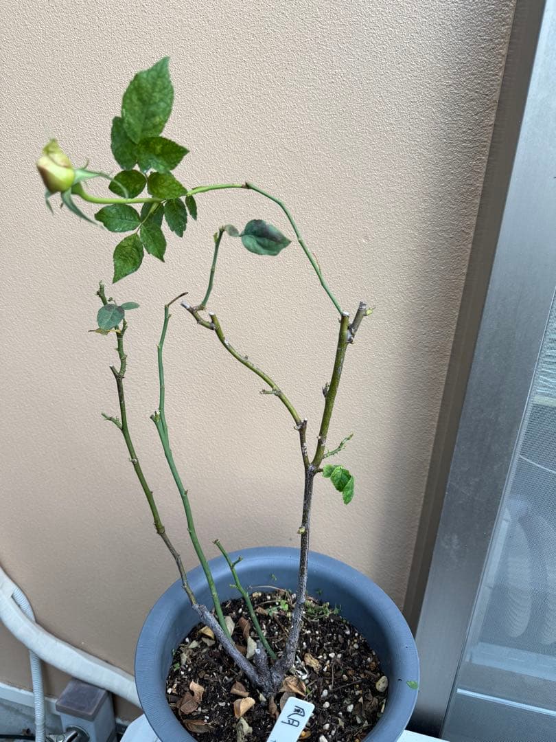 [SALE] 和バラ　蕾付き　レア　大