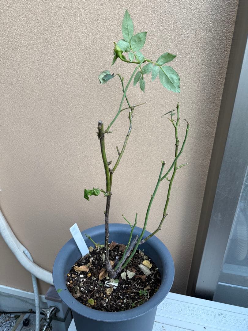 [SALE] 和バラ　蕾付き　レア　大