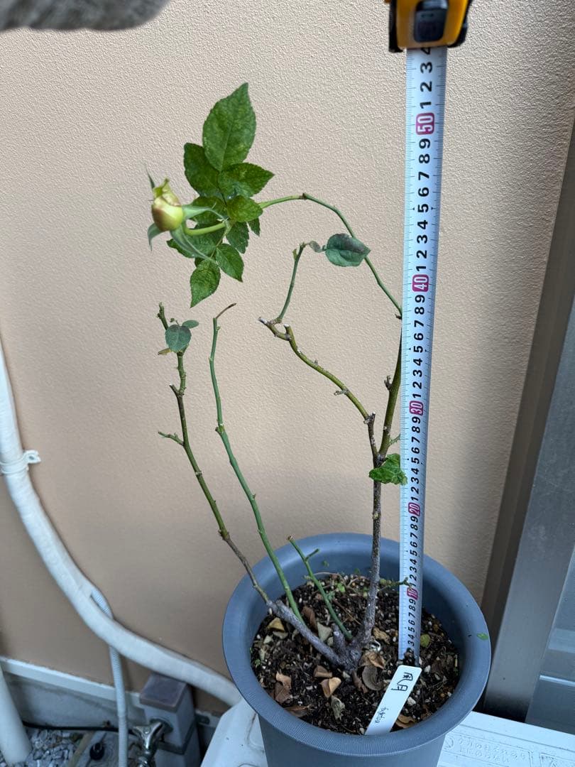 [SALE] 和バラ　蕾付き　レア　大