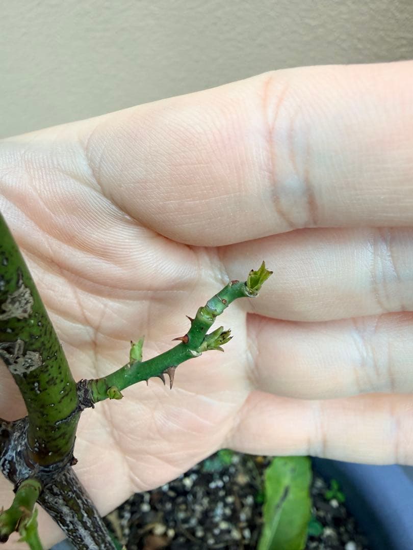 [SALE] 和バラ　蕾付き　レア　大