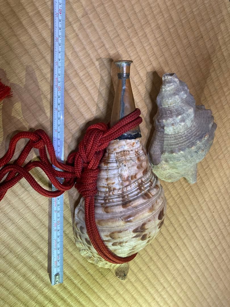 法螺貝33センチ紐付き