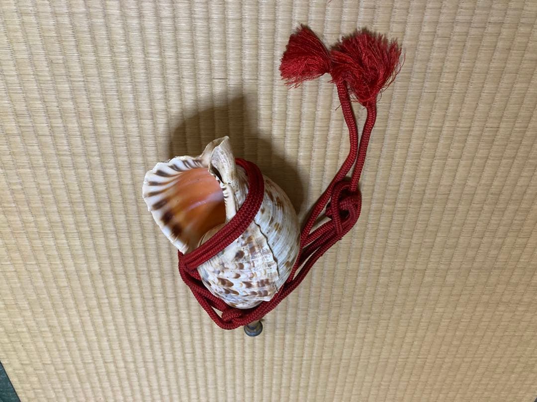 法螺貝33センチ紐付き