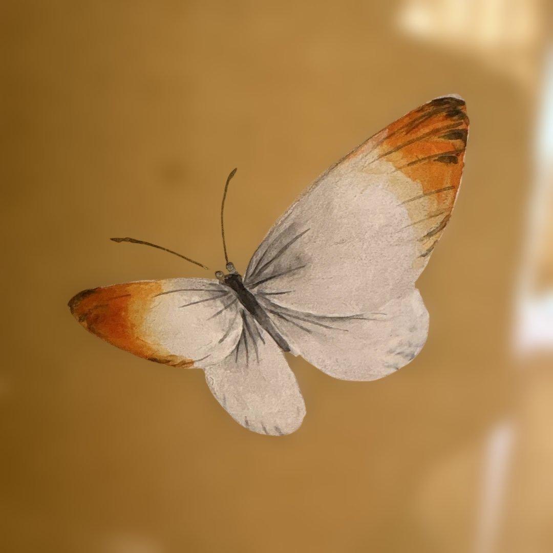 絵画　菊と蝶　　⚠️素人画