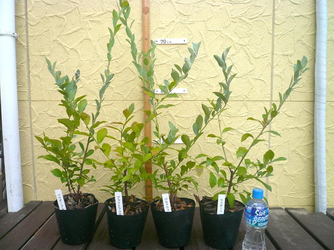 ブルーベリーの苗木【ｋｏｋｉオーダー品】　５号ポット ６品種　６本