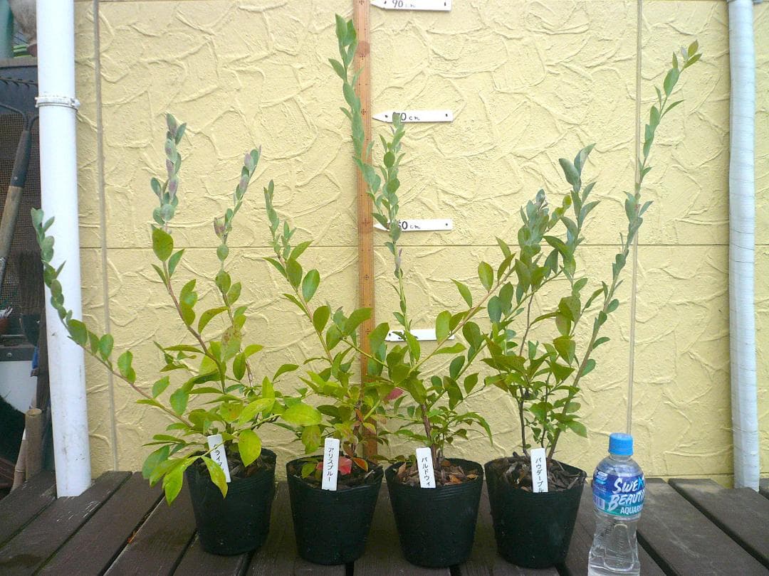 ブルーベリーの苗木【ｋｏｋｉオーダー品】　５号ポット ６品種　６本