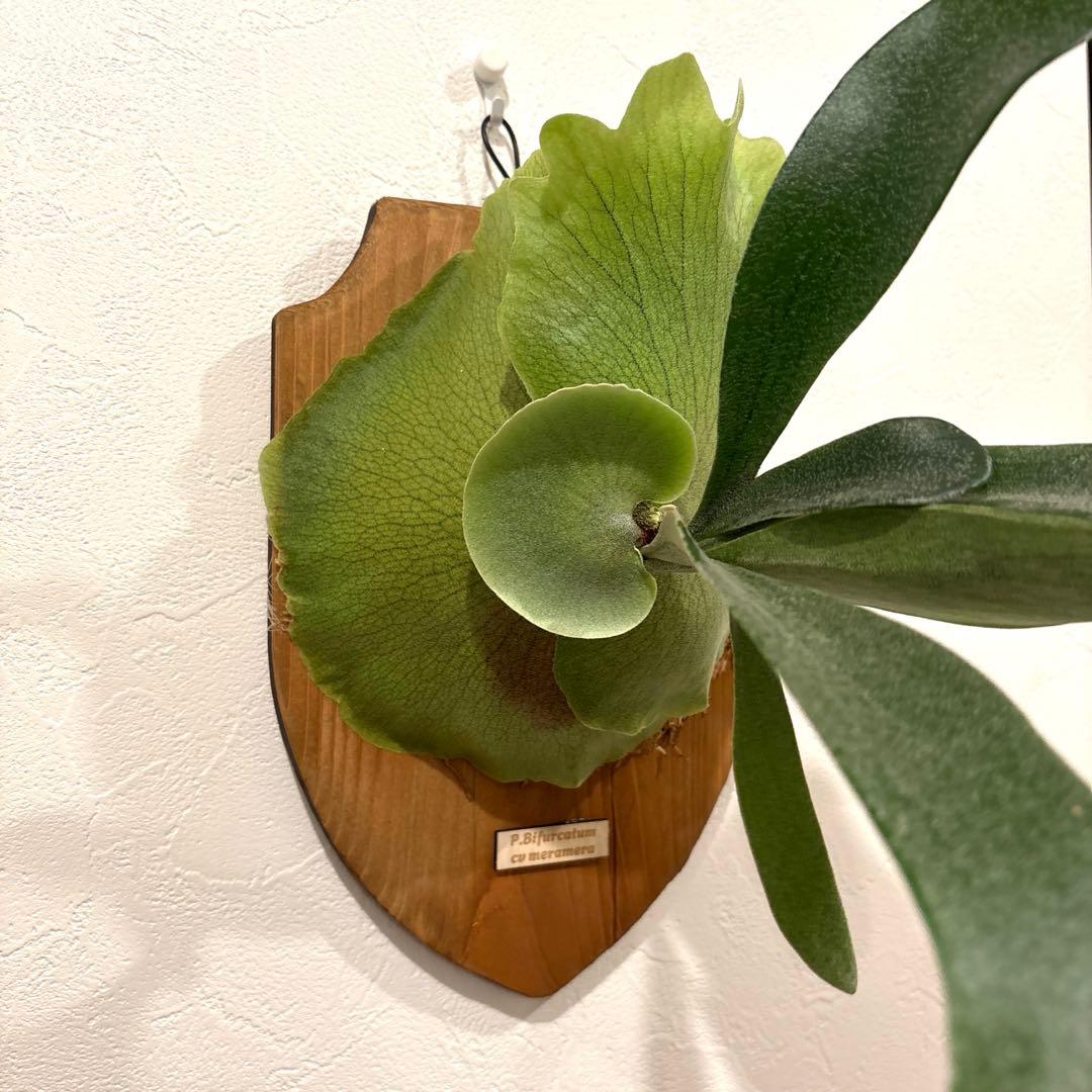 ビカクシダ　メラメラ