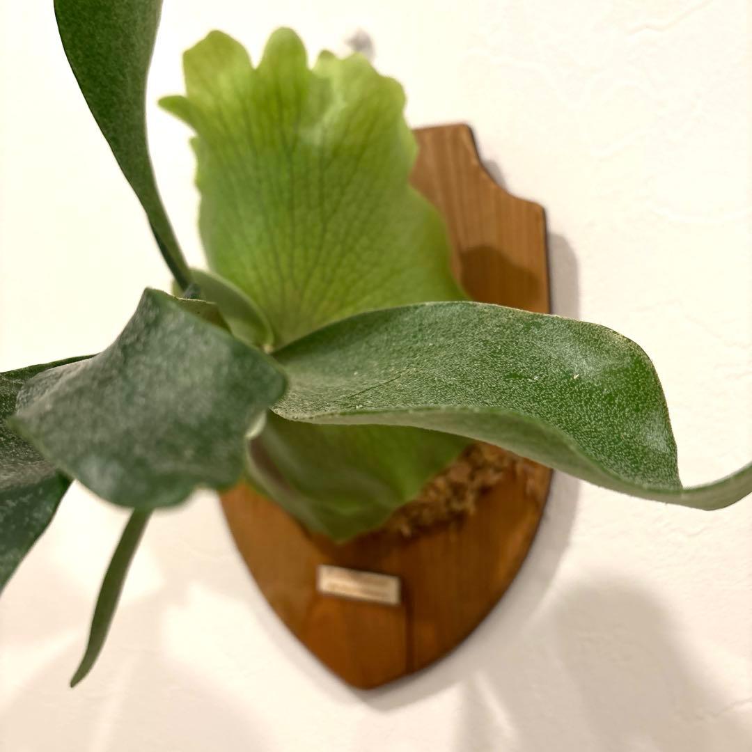 ビカクシダ　メラメラ