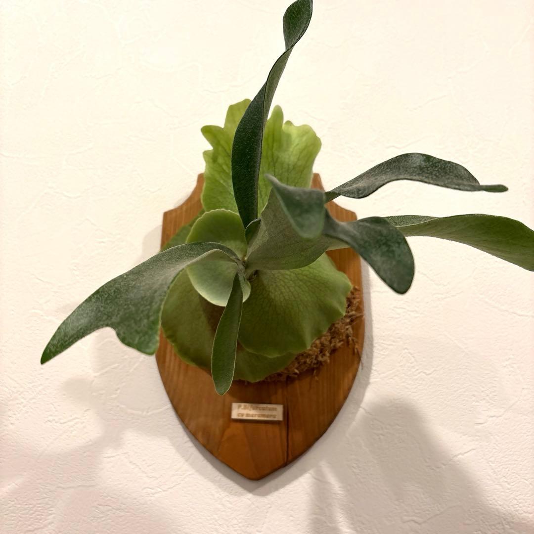 ビカクシダ　メラメラ