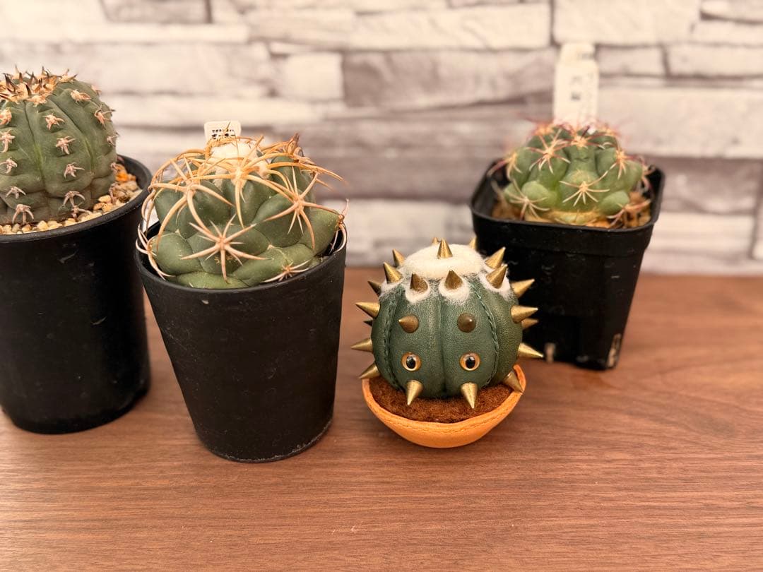 革製　サボテン　ぬいぐるみ