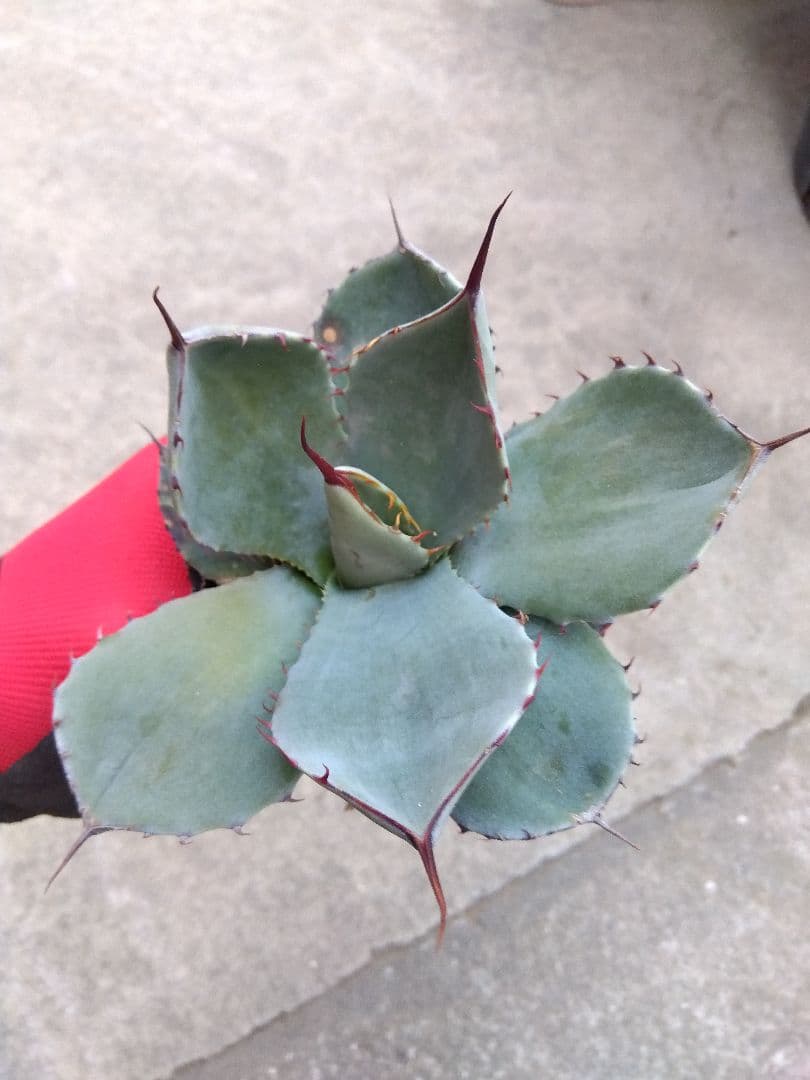 アガベ　トランカータ　カキコ1株　き