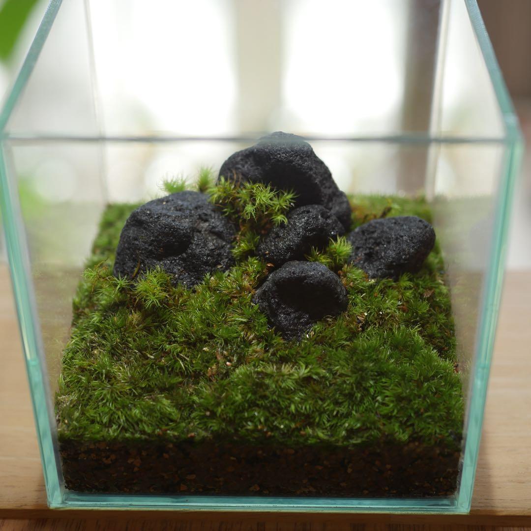 苔テラリウム/インテリア/10cm/一点物/苔リウム/完成品