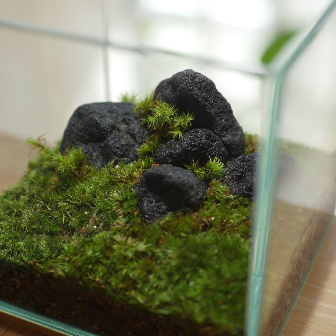 苔テラリウム/インテリア/10cm/一点物/苔リウム/完成品