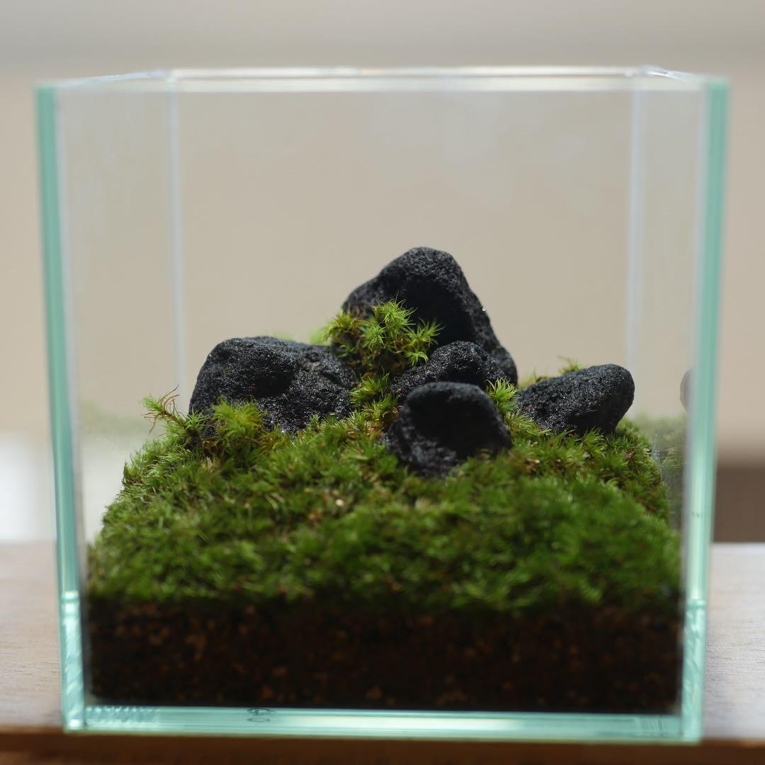 苔テラリウム/インテリア/10cm/一点物/苔リウム/完成品