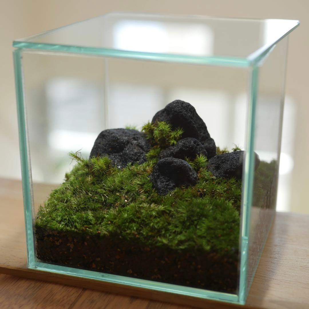 苔テラリウム/インテリア/10cm/一点物/苔リウム/完成品