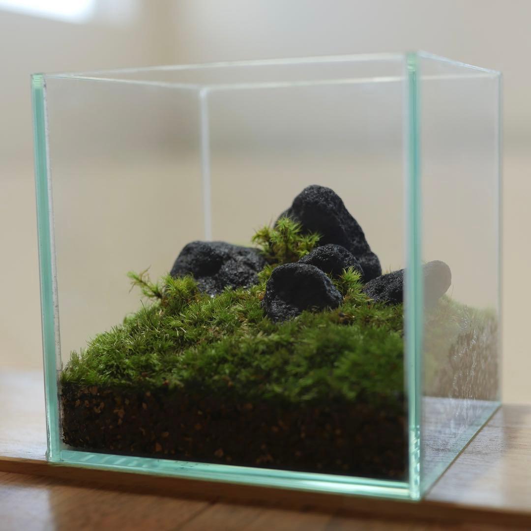 苔テラリウム/インテリア/10cm/一点物/苔リウム/完成品