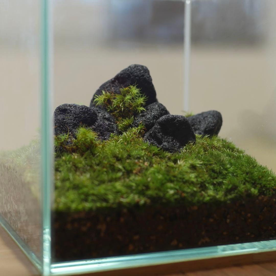 苔テラリウム/インテリア/10cm/一点物/苔リウム/完成品