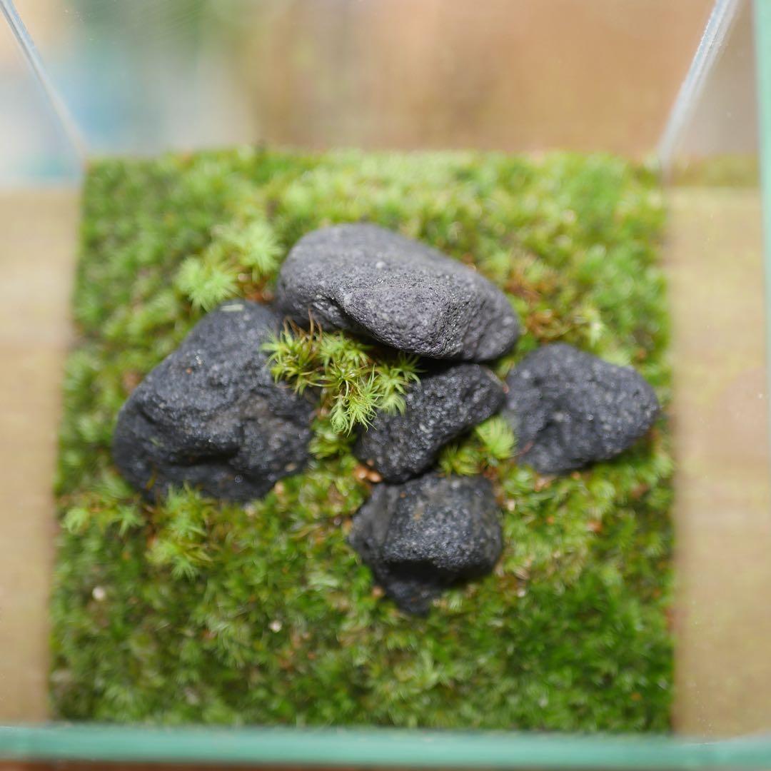 苔テラリウム/インテリア/10cm/一点物/苔リウム/完成品