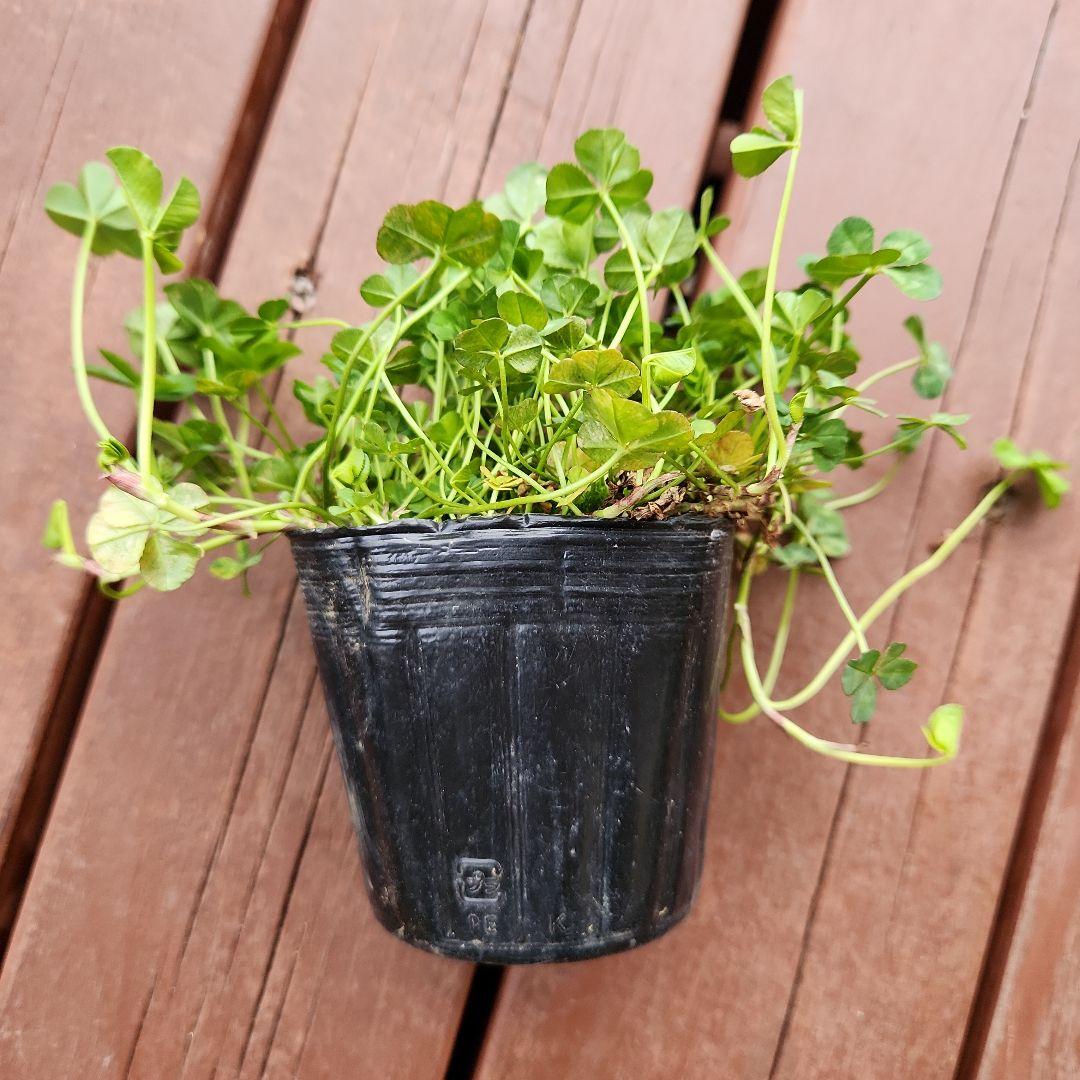 専用 四つ葉のクローバー 10鉢