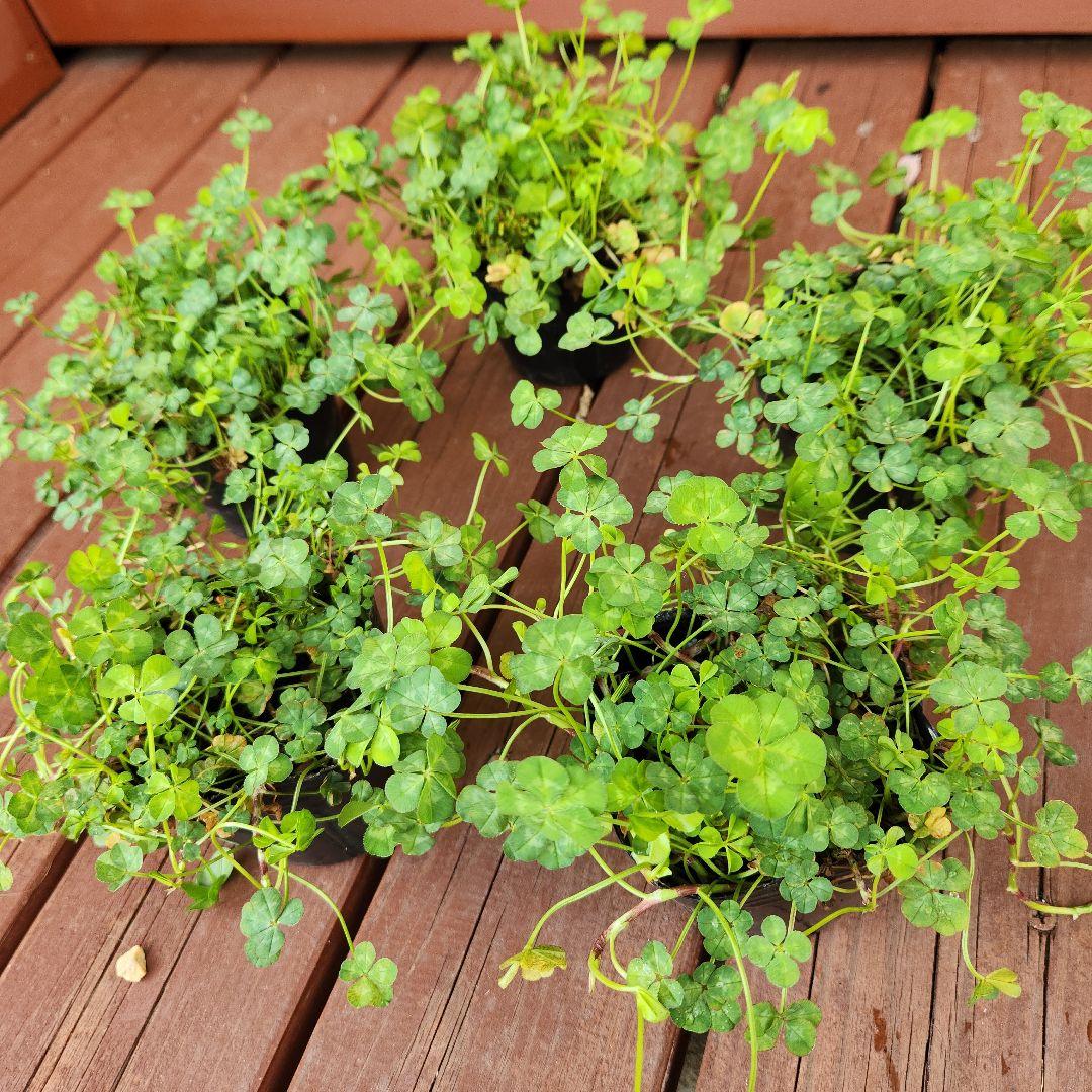 専用 四つ葉のクローバー 10鉢