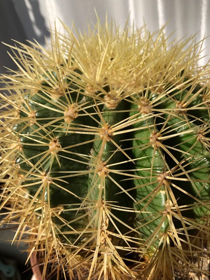 サボテン「金鯱」大玉希少