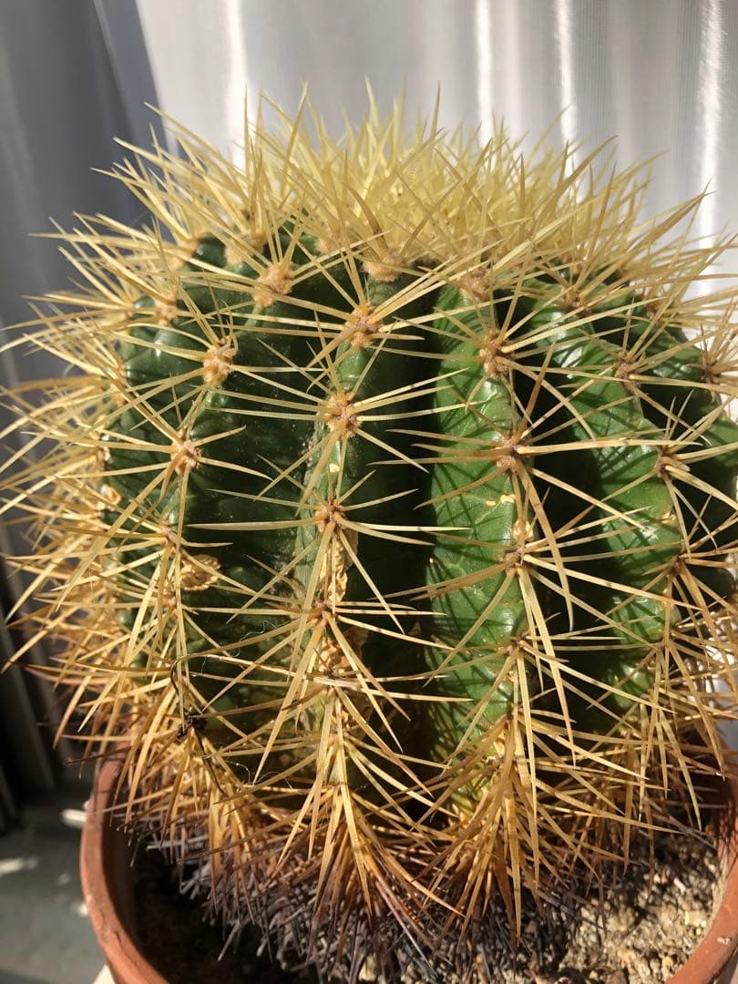 サボテン「金鯱」大玉希少