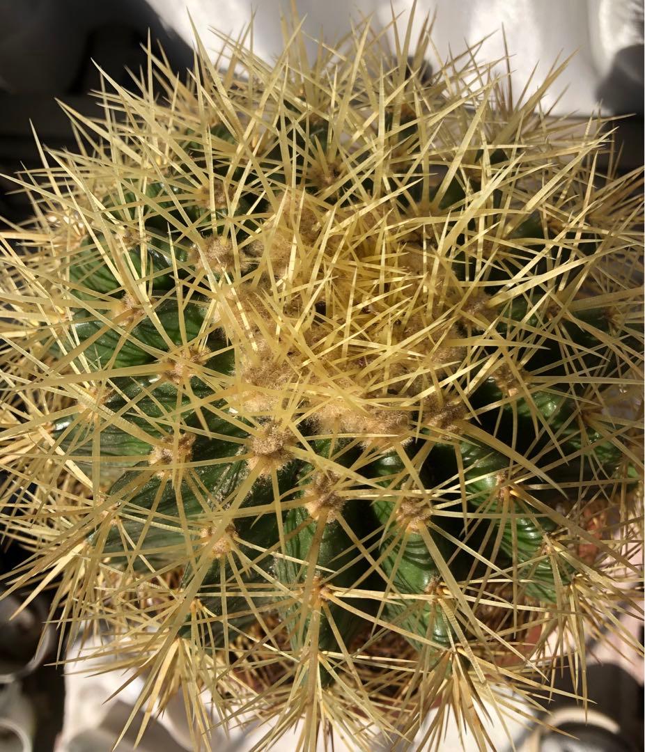 サボテン「金鯱」大玉希少