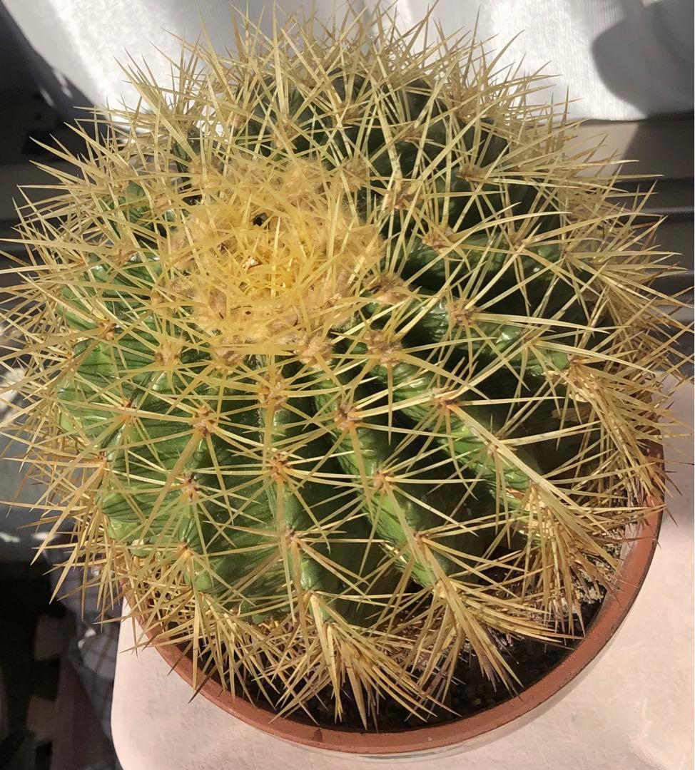 サボテン「金鯱」大玉希少