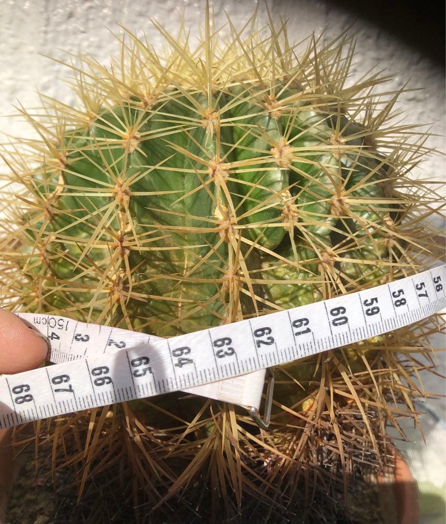 サボテン「金鯱」大玉希少