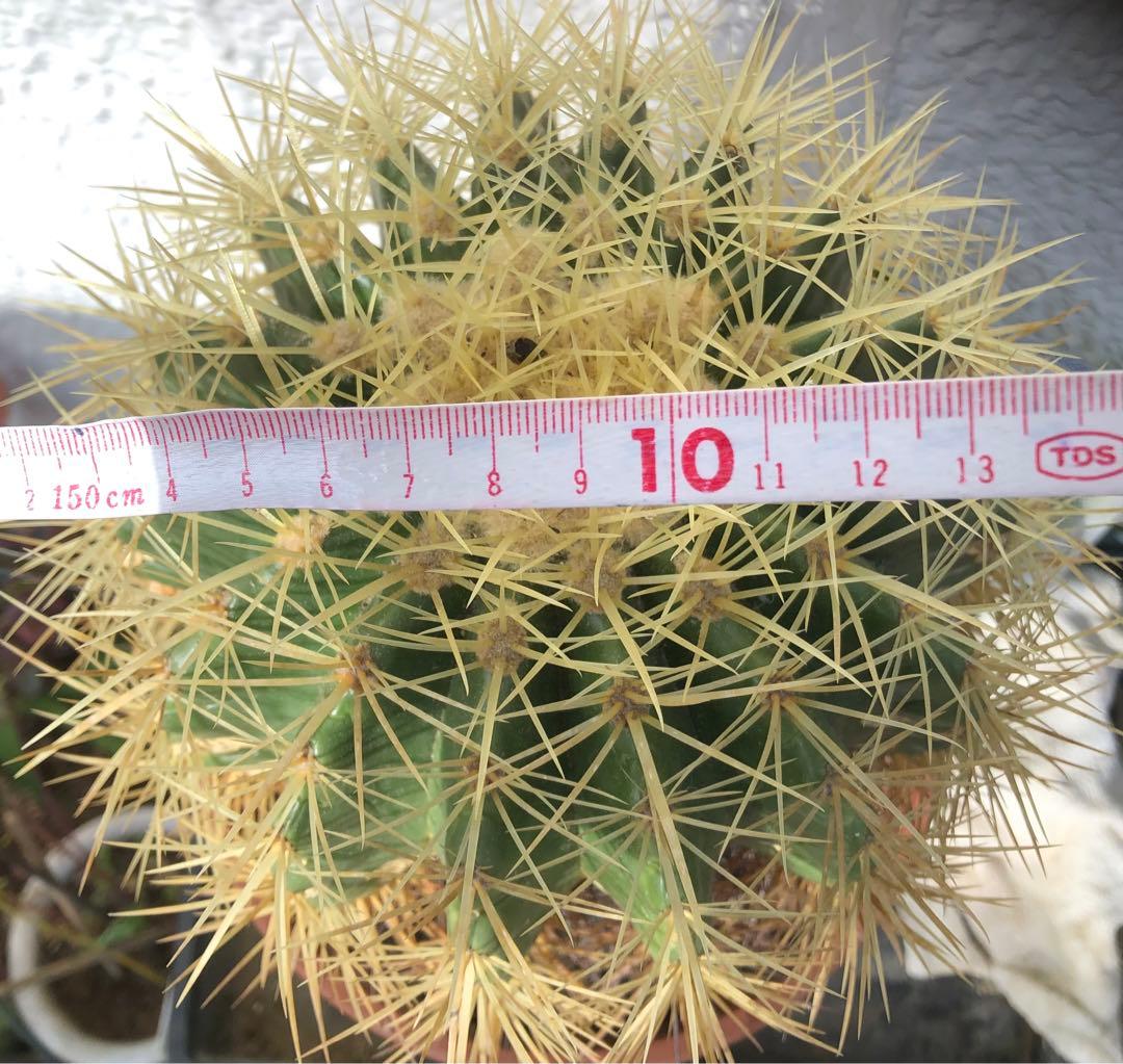 サボテン「金鯱」大玉希少