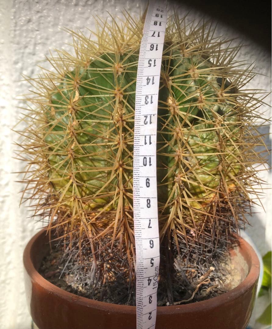 サボテン「金鯱」大玉希少