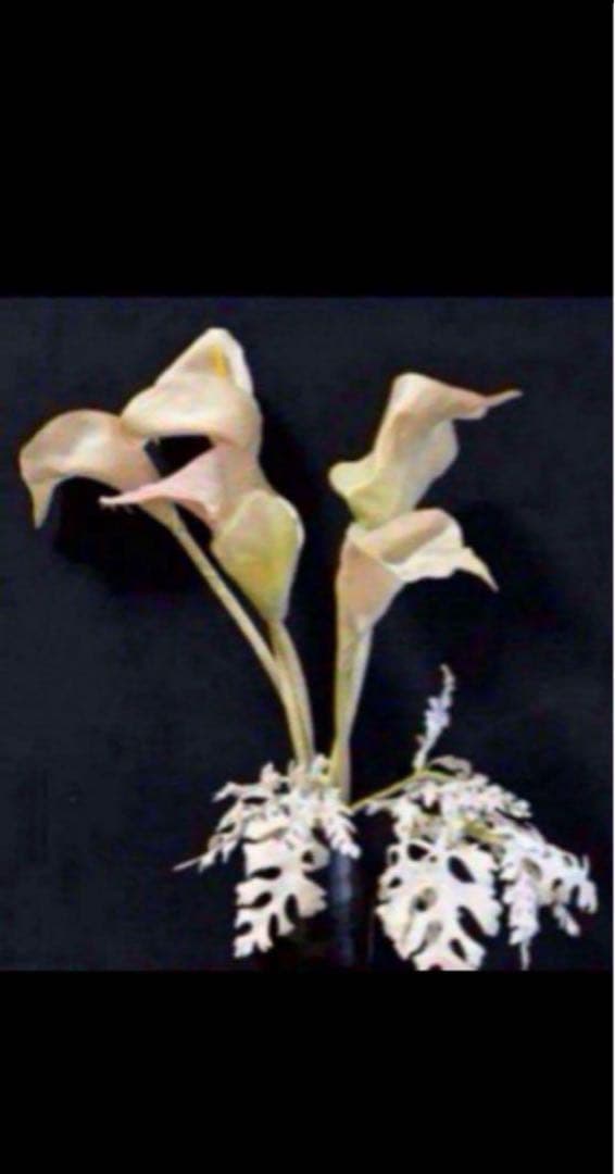 花　アートフラワーブーケ　アートフラワー　造花　カラー　シルバーシネラリア