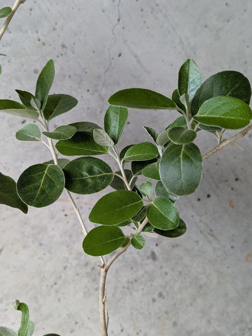 ✥ シマグミ 挿し穂 ✥