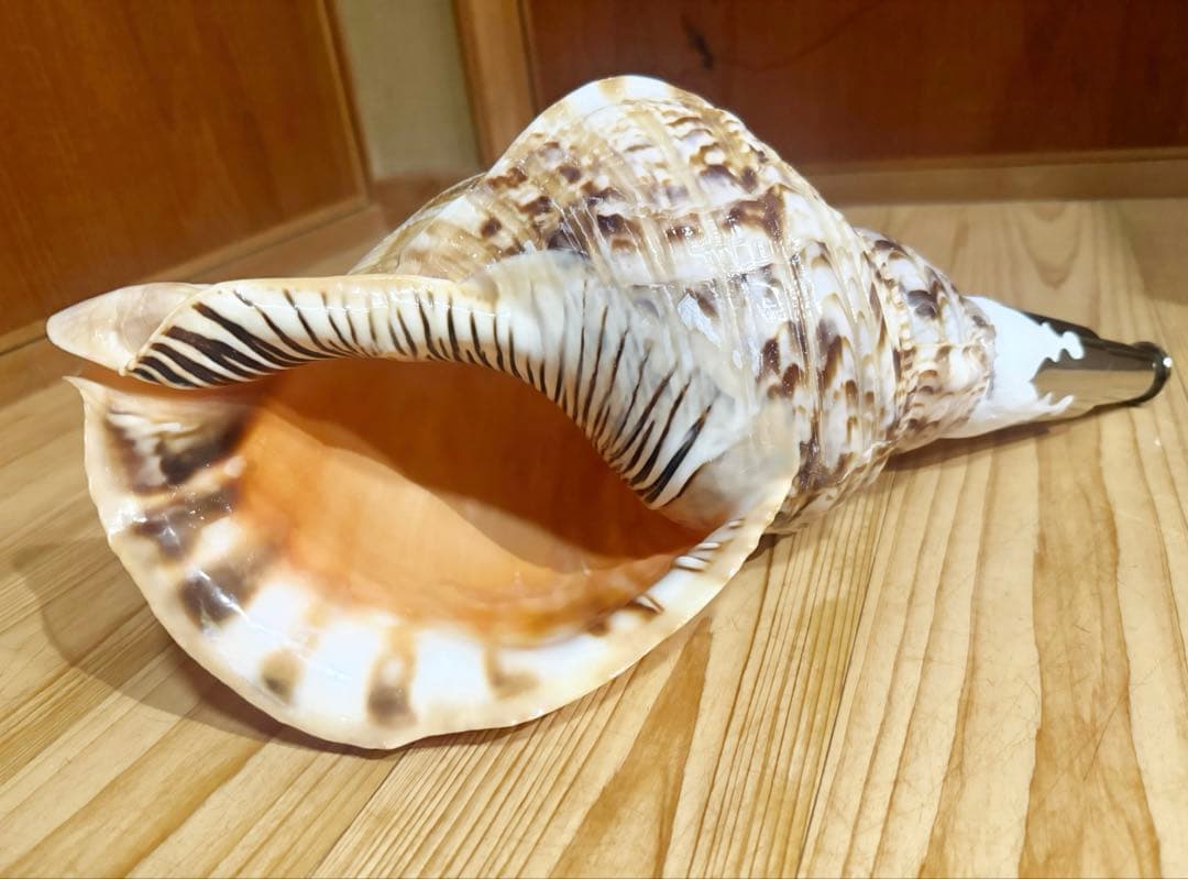 特大修験道法螺貝40㎝　山伏　密教　魔除け　熊よけ❣️ホラガイ　ほら貝