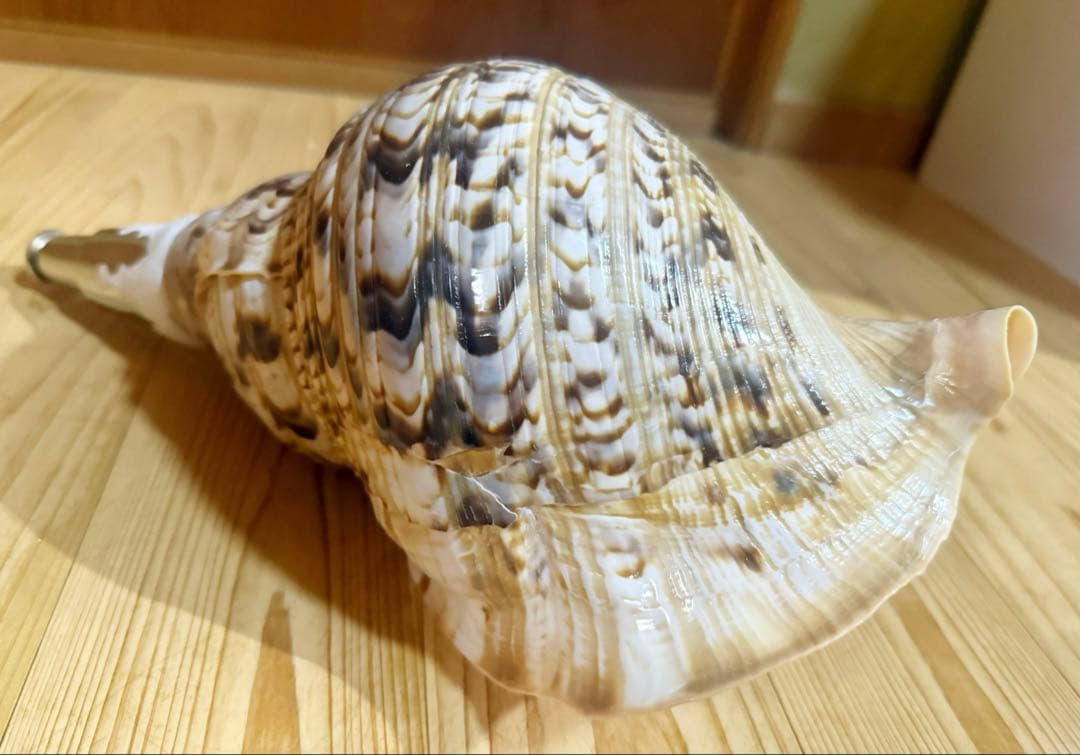 特大修験道法螺貝40㎝　山伏　密教　魔除け　熊よけ❣️ホラガイ　ほら貝