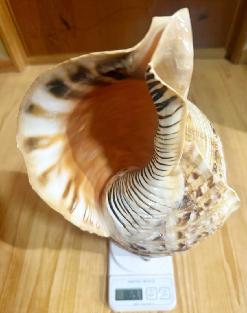 特大修験道法螺貝40㎝　山伏　密教　魔除け　熊よけ❣️ホラガイ　ほら貝