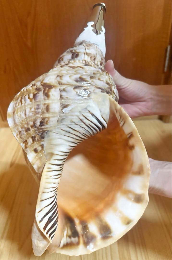 特大修験道法螺貝40㎝　山伏　密教　魔除け　熊よけ❣️ホラガイ　ほら貝