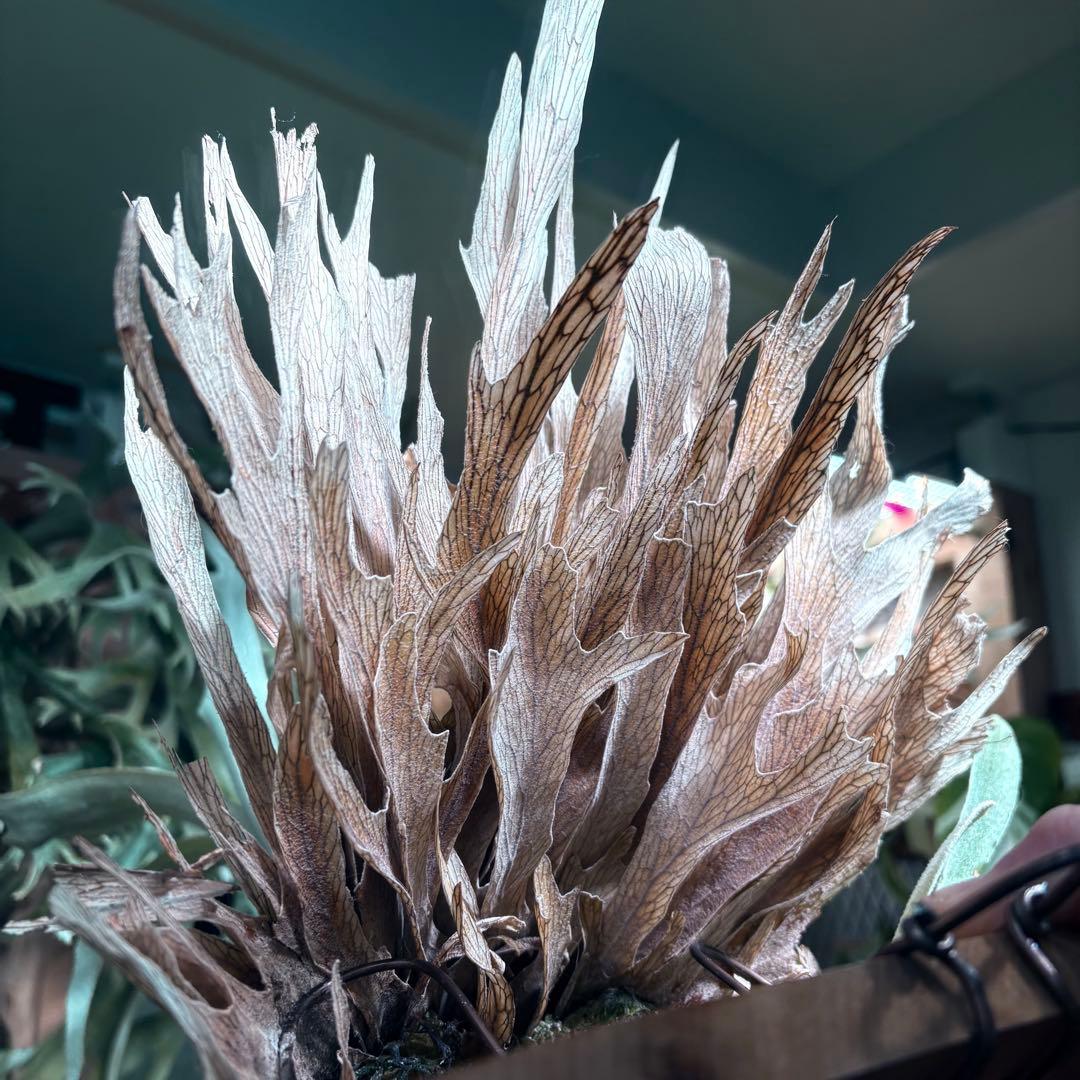 ビカクシダ P. veitchii 'Auburn ' pup 1