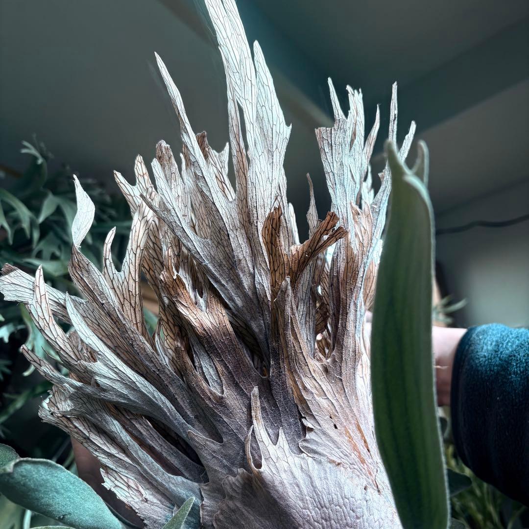 ビカクシダ P. veitchii 'Auburn ' pup 1