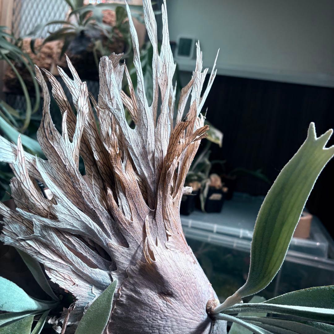 ビカクシダ P. veitchii 'Auburn ' pup 1