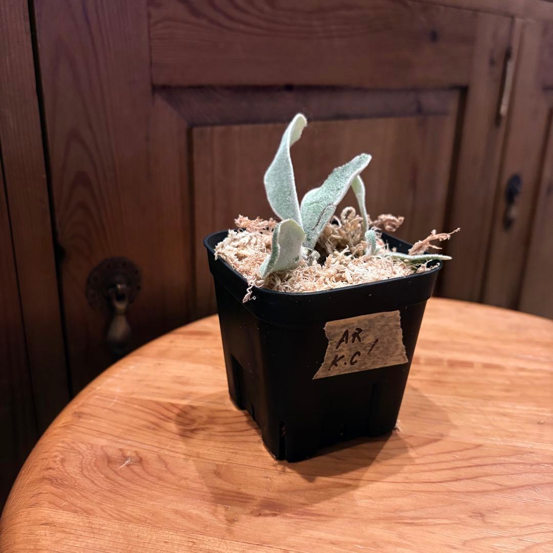ビカクシダ P. veitchii 'Auburn ' pup 1