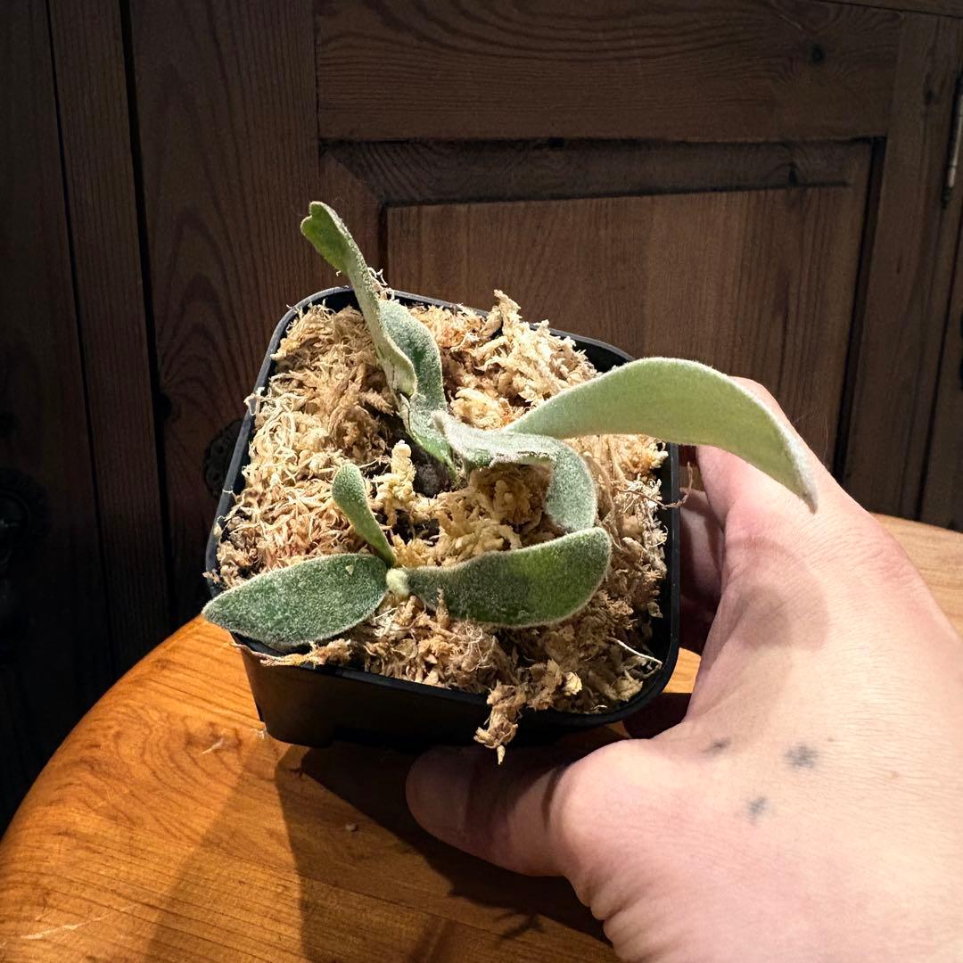 ビカクシダ P. veitchii 'Auburn ' pup 1